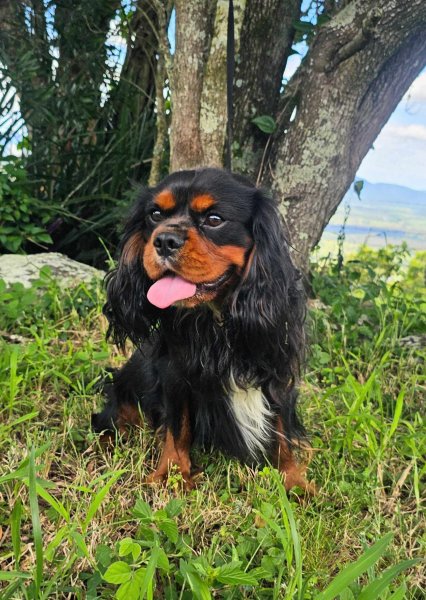 423454938_850196326877434_5183048153604291783_n