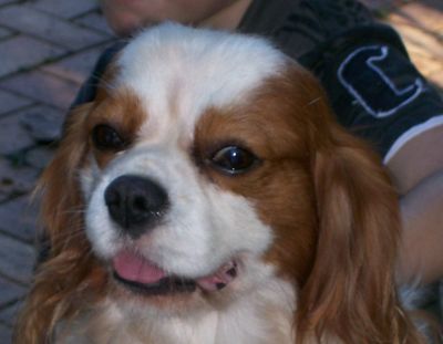 Benson close up head