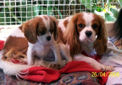 Daisy n Holly 3 May 08 005