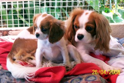 Daisy n Holly May 08 002